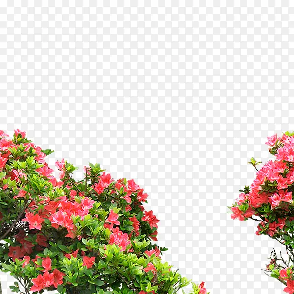 花丛