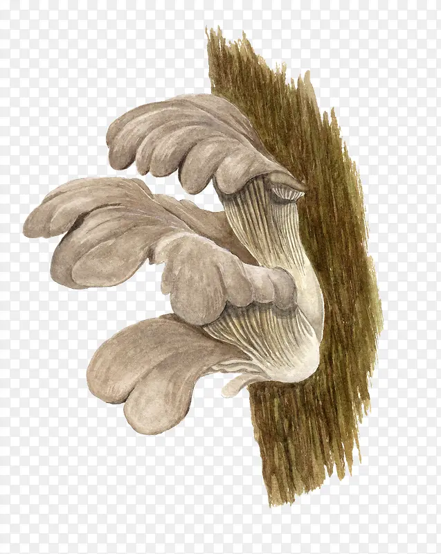 手绘腐木蘑菇