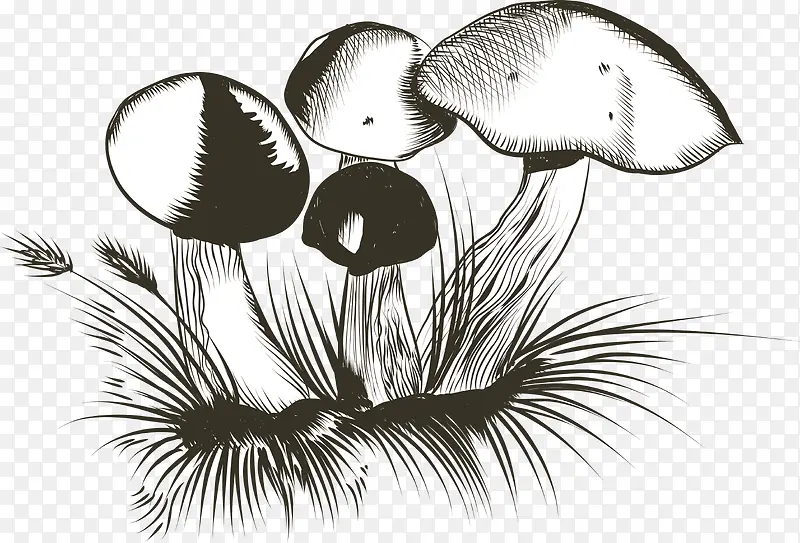 手绘野生蘑菇