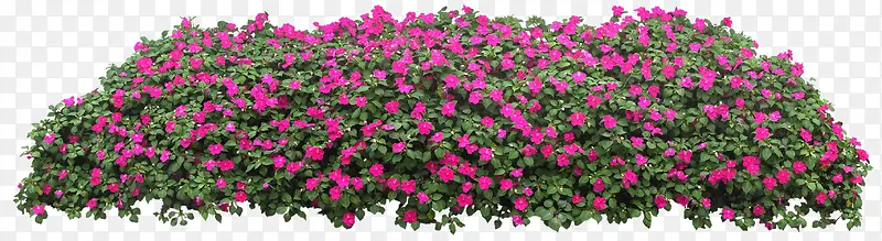 粉色清新小花花丛