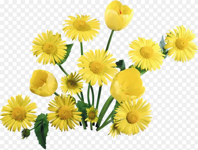 黄色菊花花朵花丛