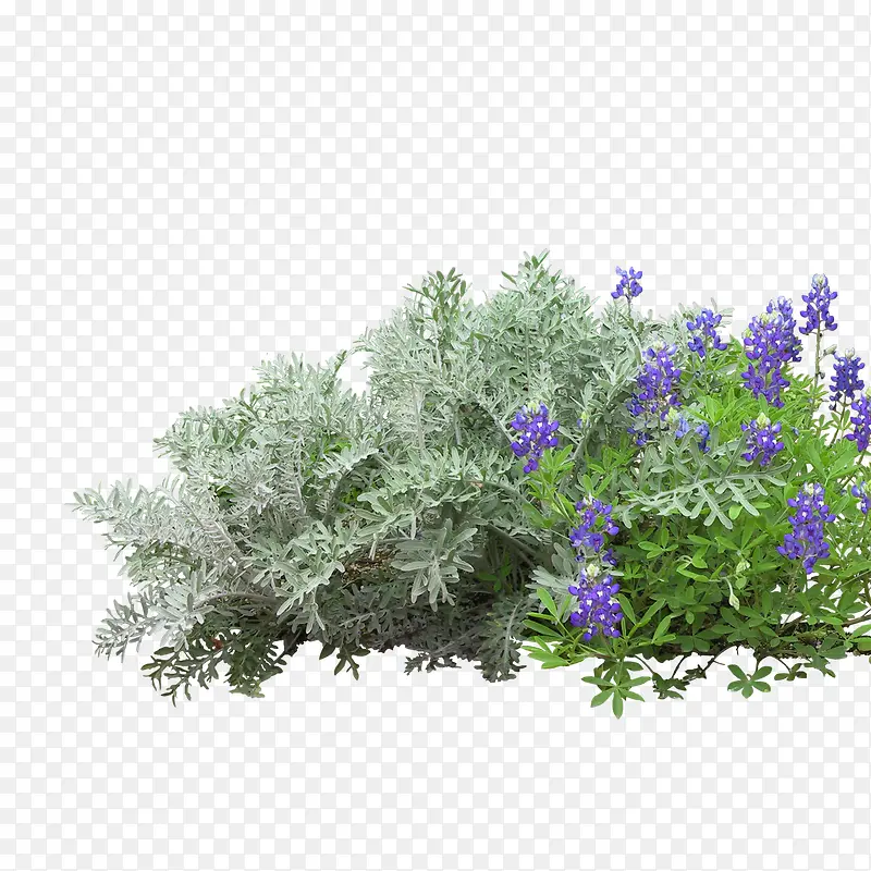 绿色植物