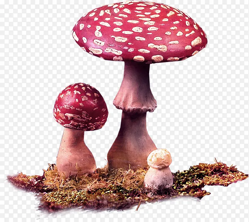 蘑菇苔藓装饰图案