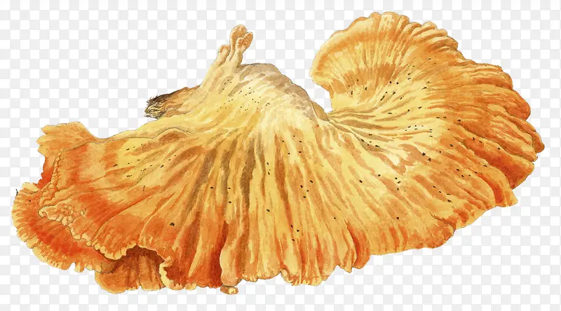黄色手绘蘑菇