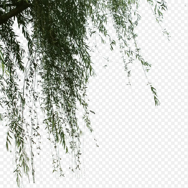 绿色植物PNG图片素材下载_图片编号qzkozdmn-免抠素材网