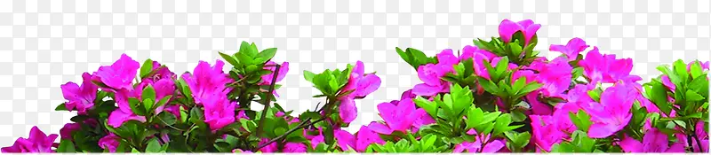 紫色花丛国庆素材