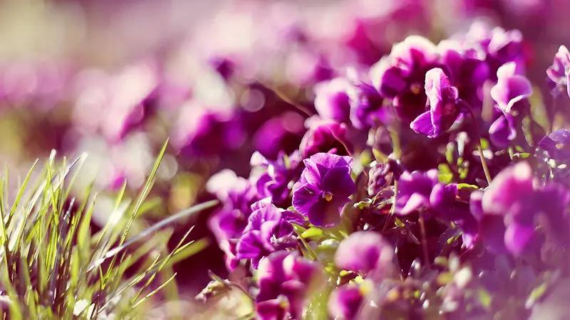 紫色花丛海报背景