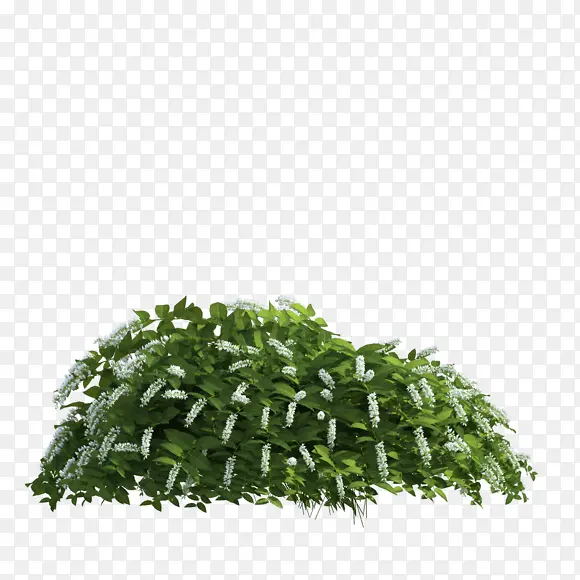 茂密花丛植物