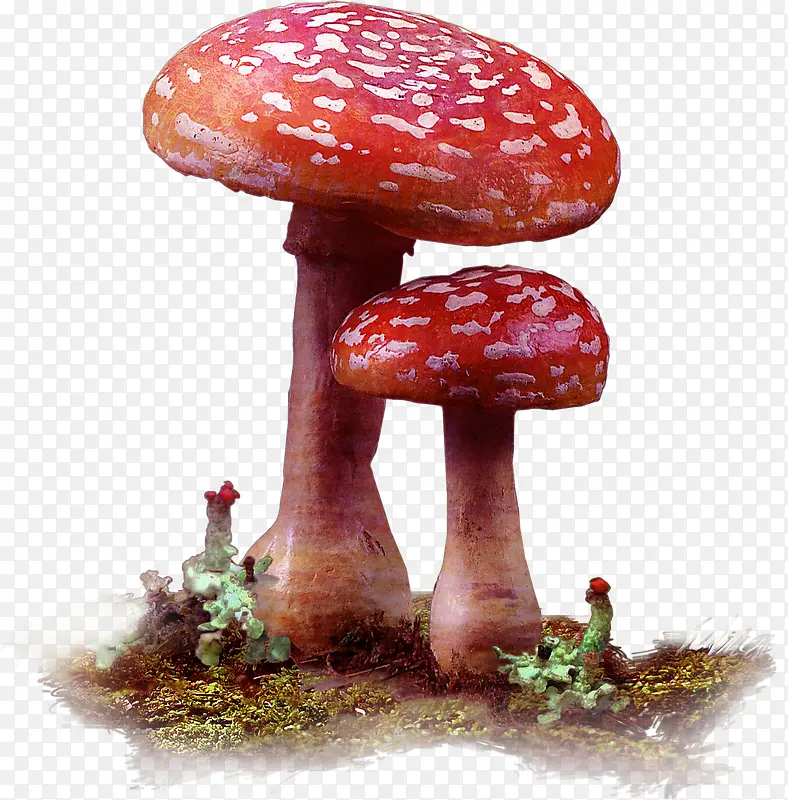 红色新鲜蘑菇卡通