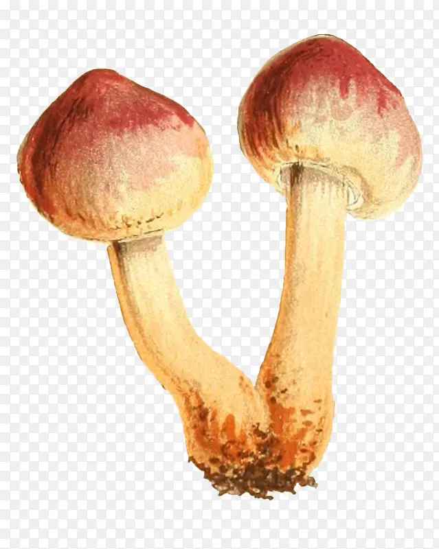 黄色香菇