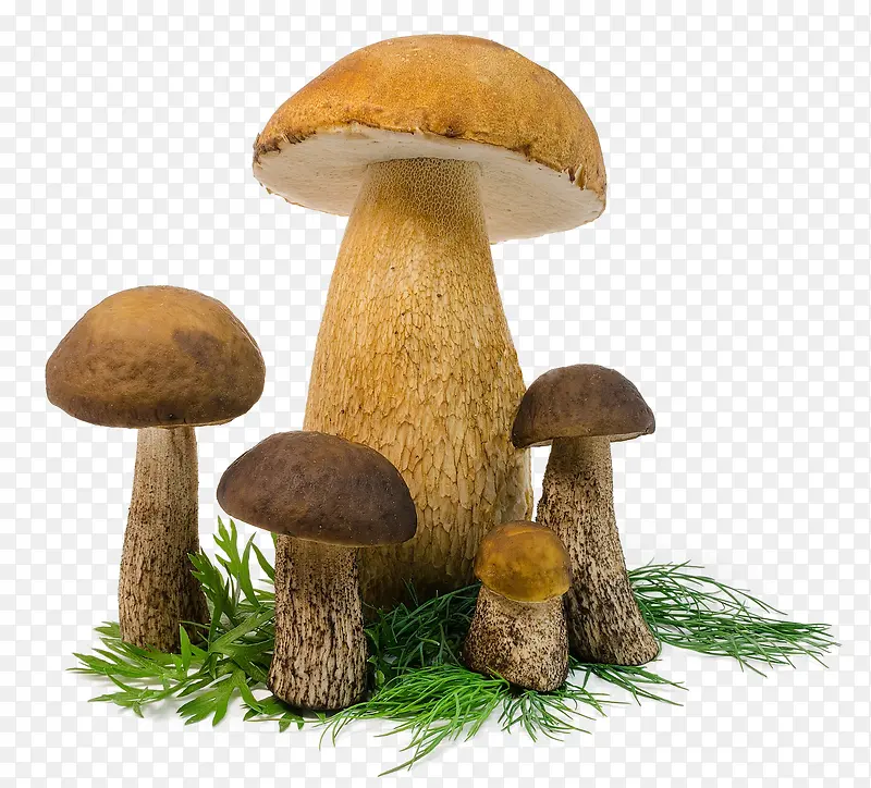 茂密的蘑菇