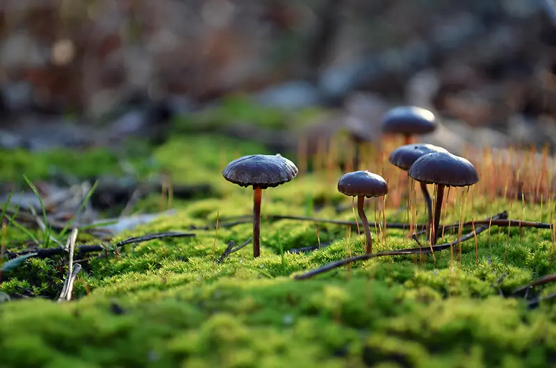 绿草地高清小蘑菇