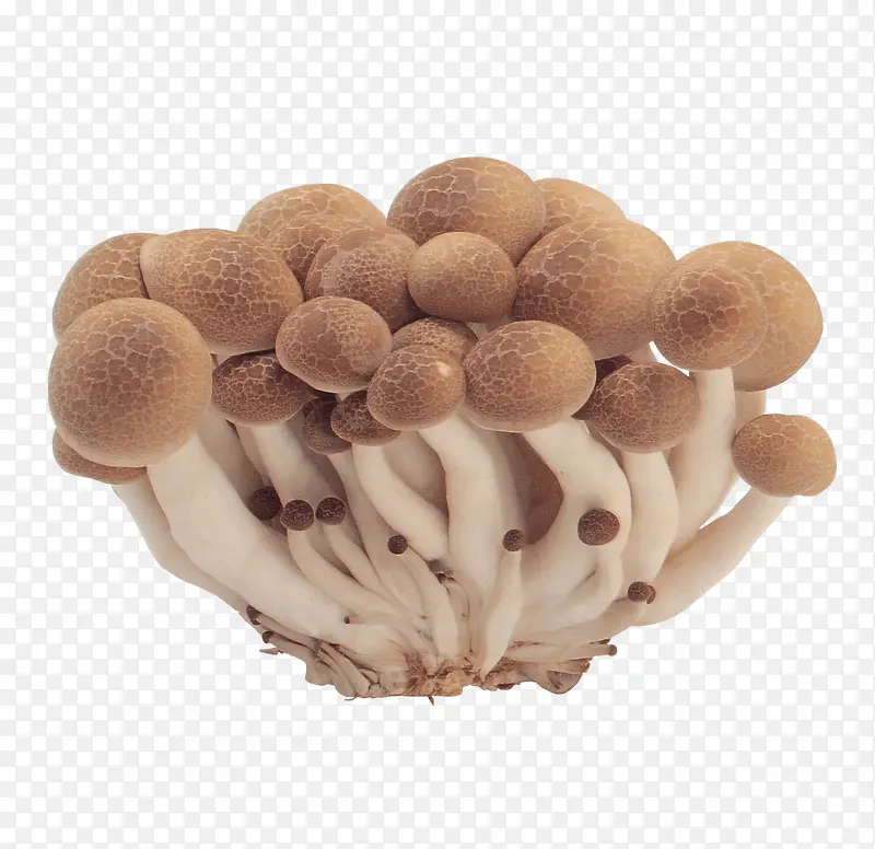 一把小蘑菇