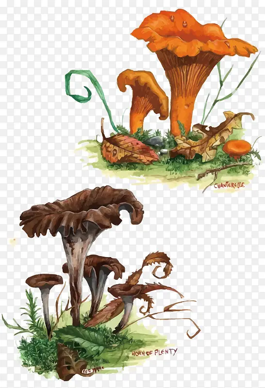 矢量蘑菇