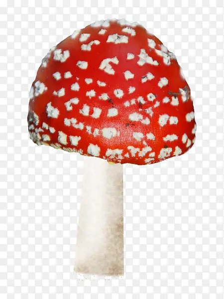 红色蘑菇图片素材