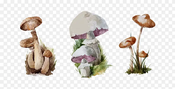 卡通蘑菇菌类