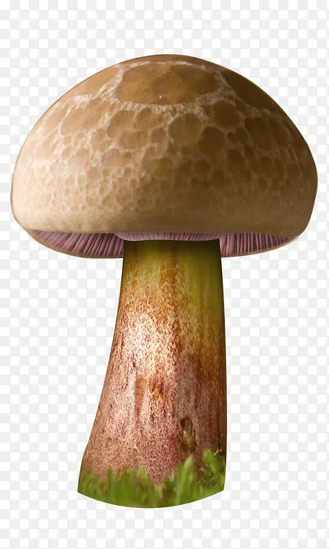 童话蘑菇