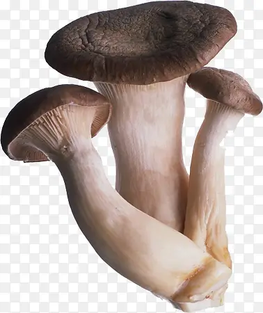 香菇