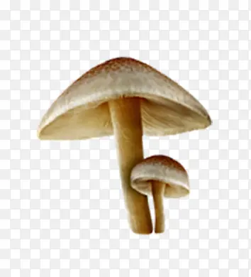 大蘑菇和小蘑菇