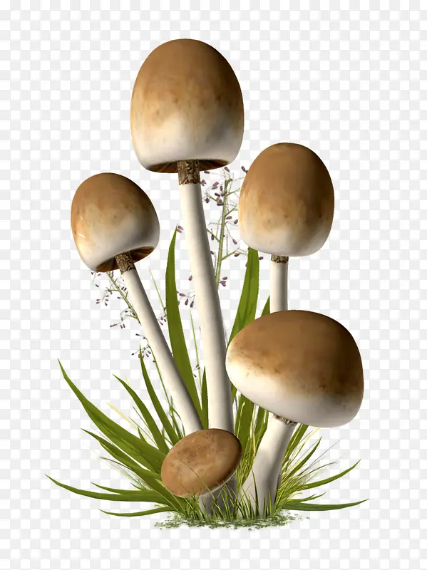 蘑菇植物草