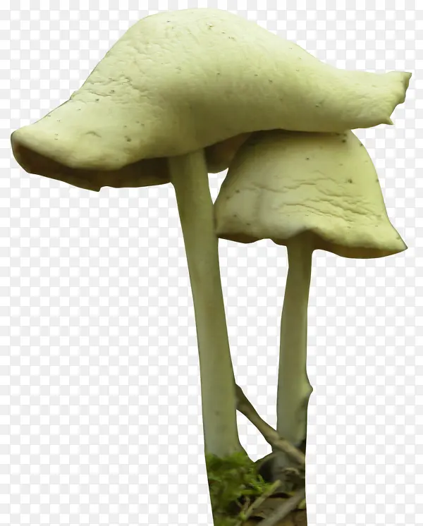 高清蘑菇免扣png素材