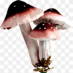 卡通蘑菇叶生菌类