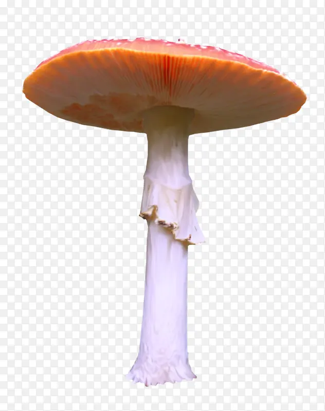 蘑菇绿色蘑菇