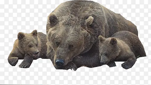 棕熊家庭温馨素材