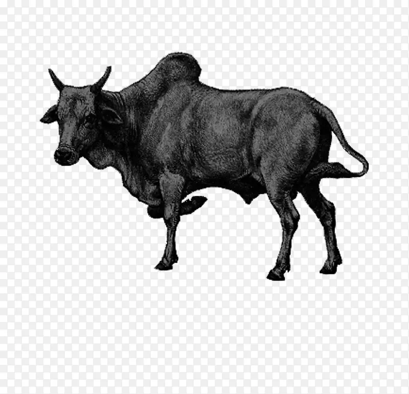 动物 手绘黑白 牛