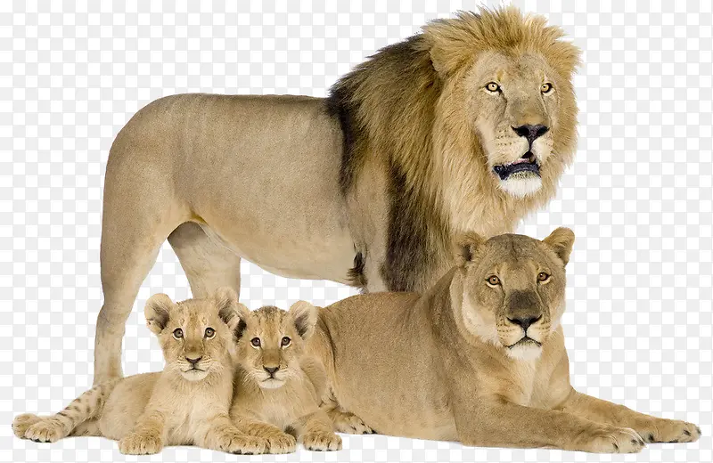 狮子家庭素材