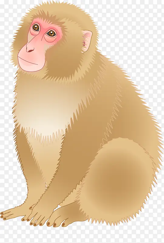 猴子