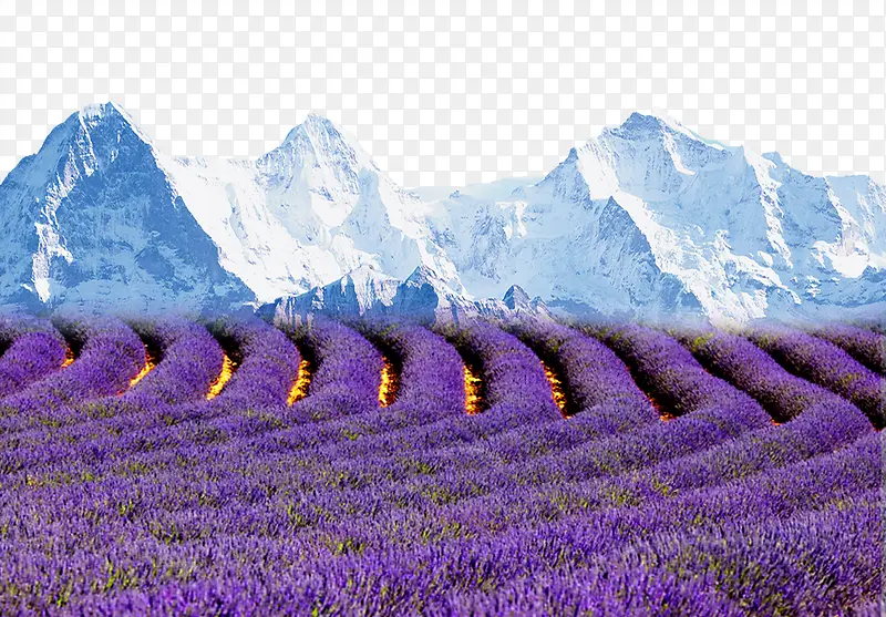 薰衣草和雪山