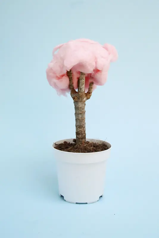淡粉色的棉花糖壁纸