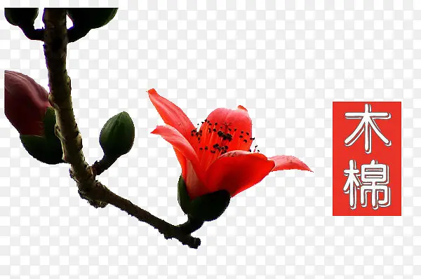 实物木棉花