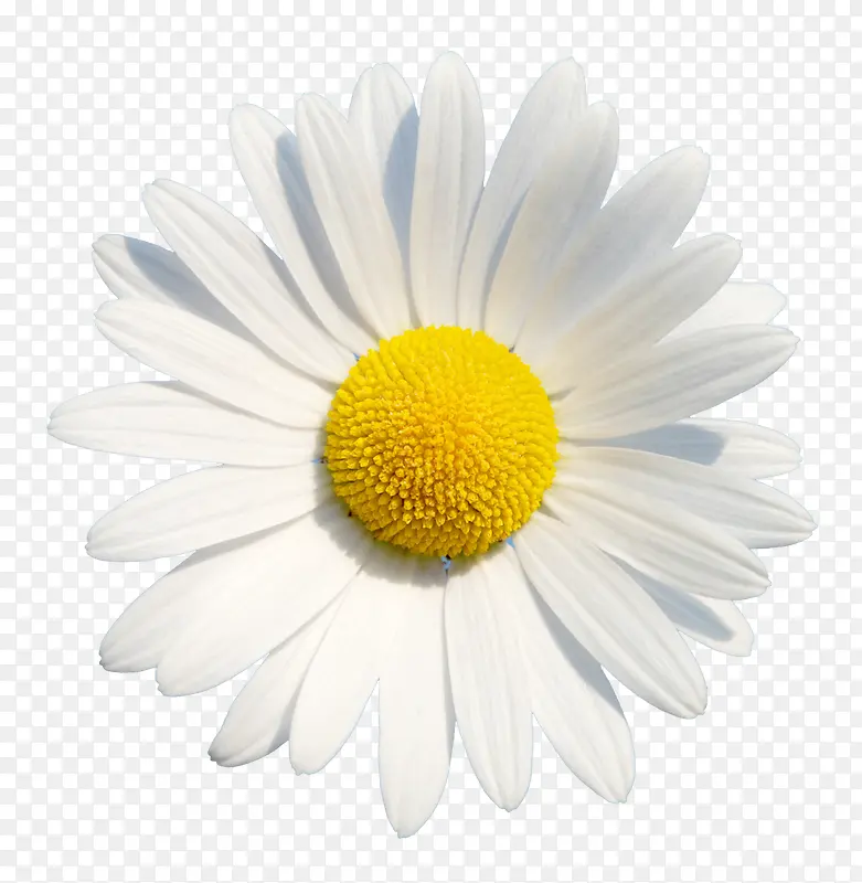抽象鲜花素材庆典花卉 白色花朵