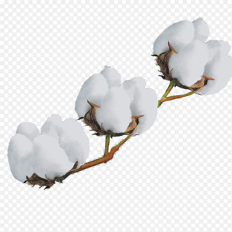 白色蓬松棉花花枝