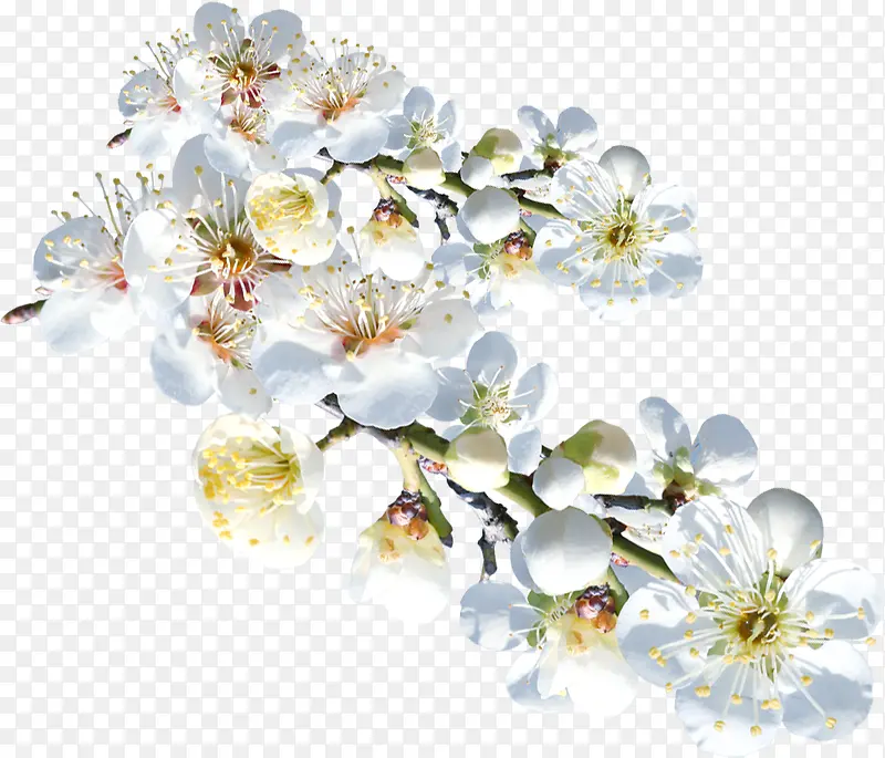 设计海报植物白色花朵