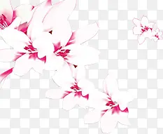 中秋节植物白色花朵海报