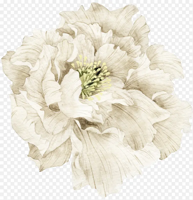 漂亮白色花朵图片素材