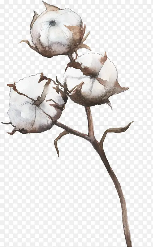 植物棉花