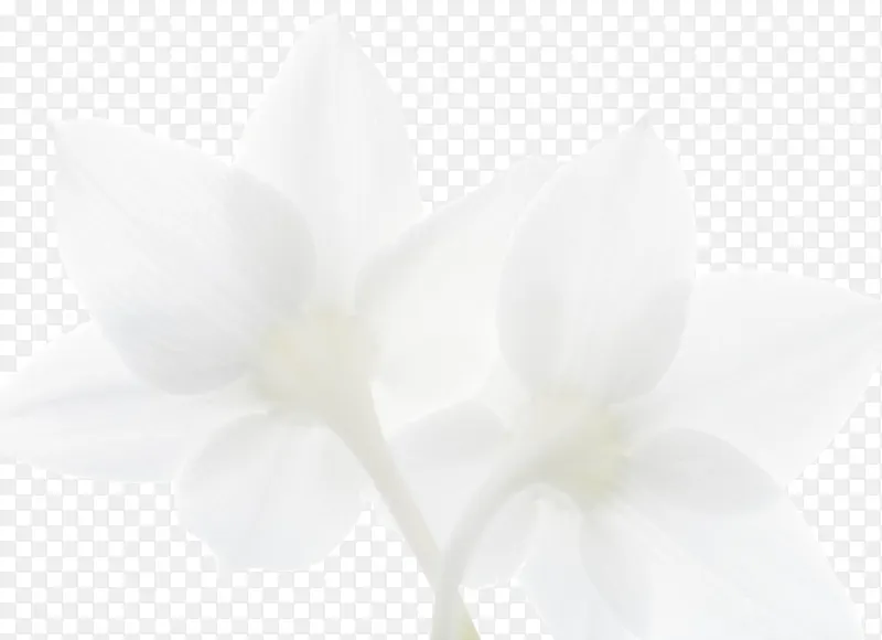 白色植物花朵效果设计