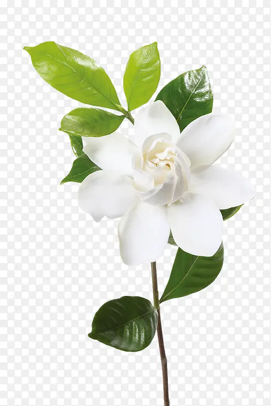 卡通秋季植物白色花朵