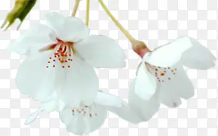 白色卡通水墨花朵