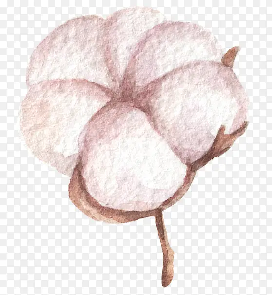 粉色手绘的棉花效果图
