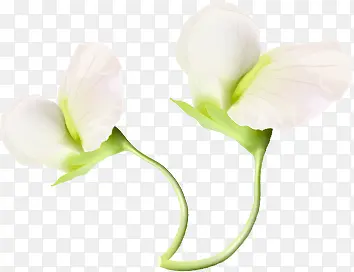 情人节植物卡通白色花朵