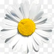 白色分层设计花朵