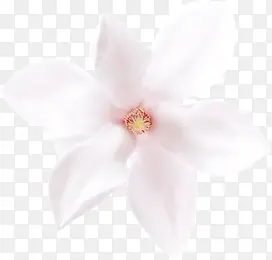 植物白色花朵小清新效果