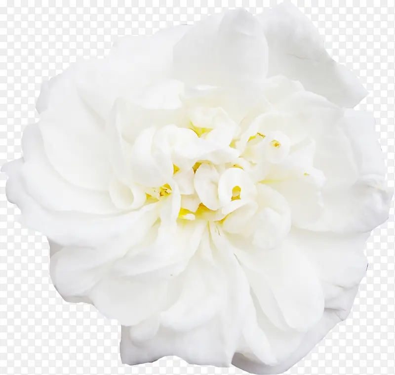 白色  牡丹 装饰 花朵