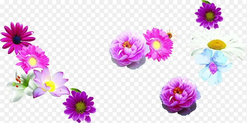 紫色白色粉色盛开花朵