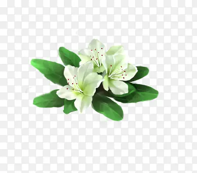 白色杜鹃花